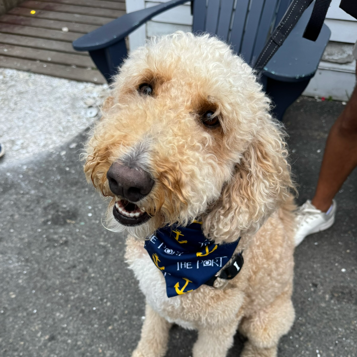 Doggie Bandana